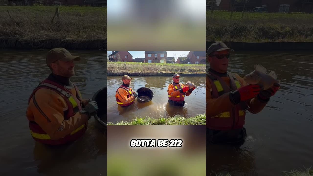 Massive Perch Caught  Is This a Record Breaker?