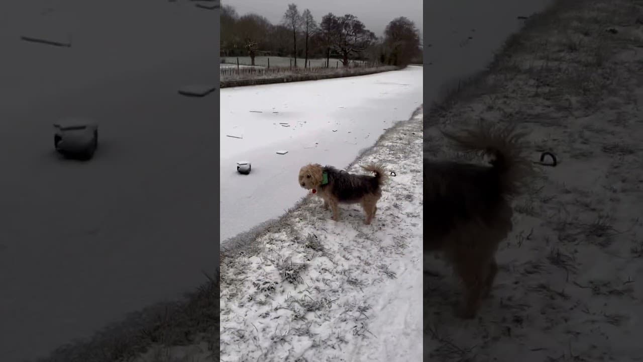 Mexi the Boat Dog Loving the Snow
