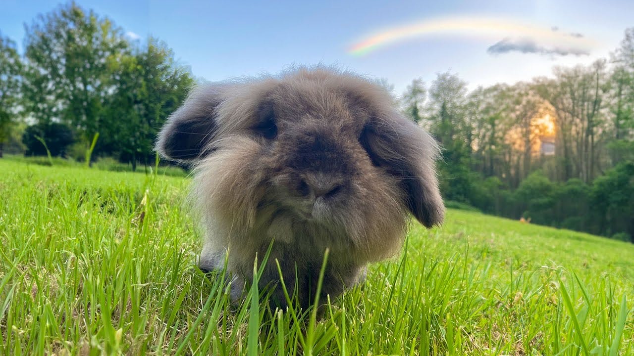 Goodbye Doops 🌈 The story of an 11 year old narrowboat rabbit.