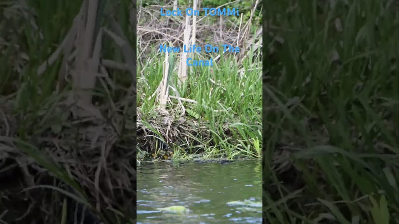 New life on the canal