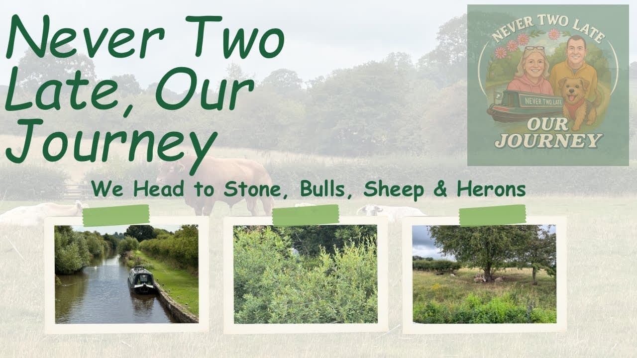 Cruising to Stone: Bulls, Sheep & Heron Encounters!