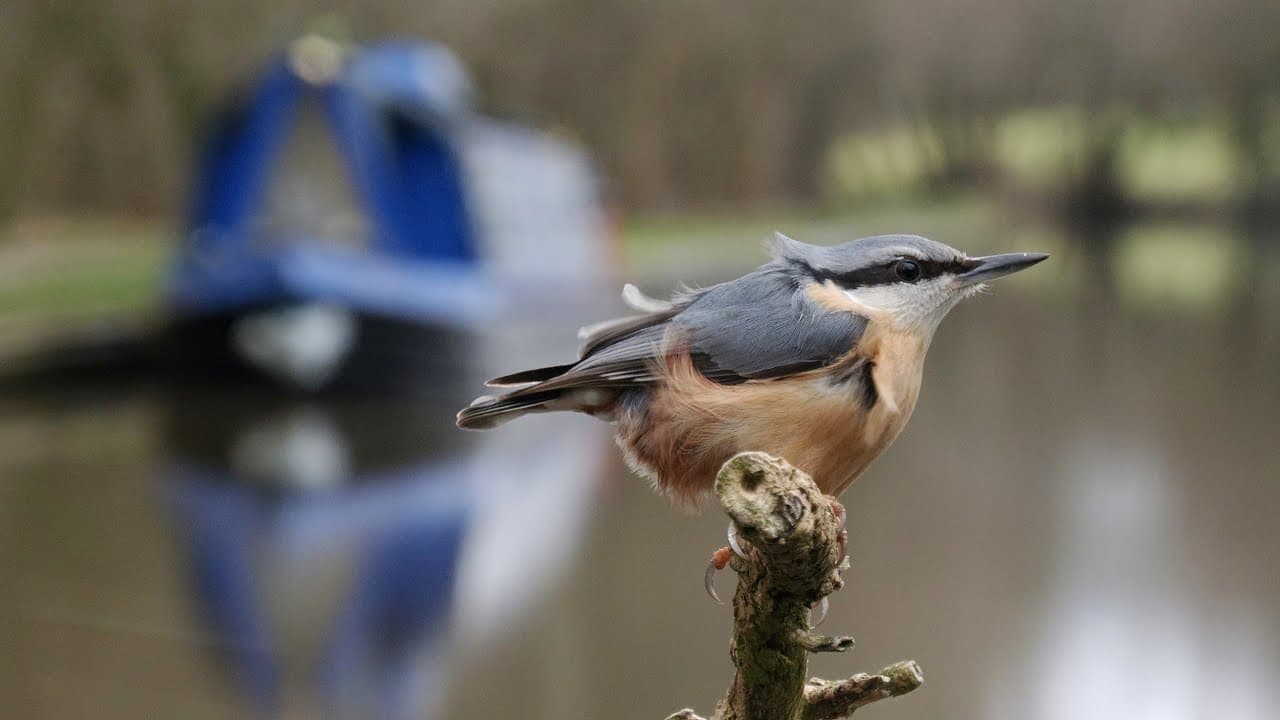 NATURE WATCH with Dave - LIVE - BIRD FEEDER 11-03-26