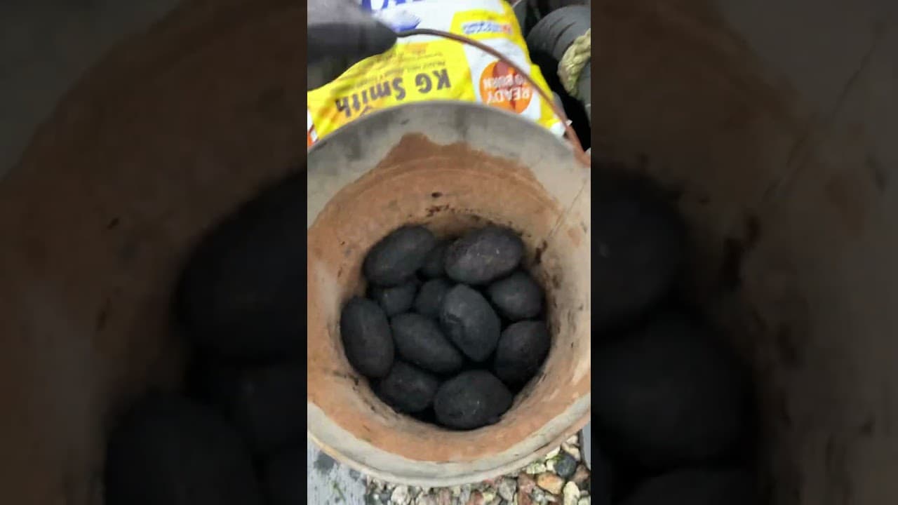 Coal sieving 👍🏻 shorts 295