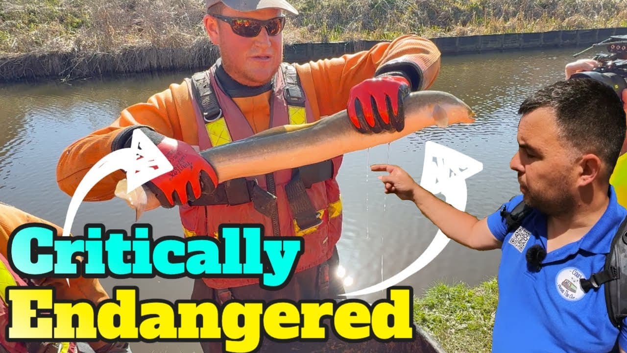 Whitchurch Canal Breach Fish Rescue - Saving an Endangered Species