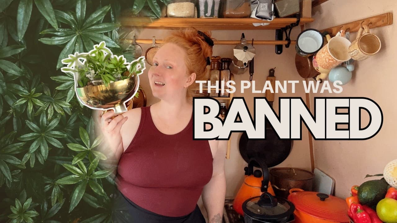 HOW THIS HERB BECAME A KITCHEN WITCH'S BEST KEPT SECRET | PLANT FOLKLORE & MAGIC