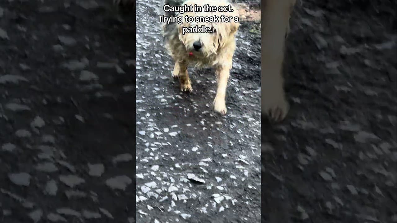 Mexi sneaking out of the canal.