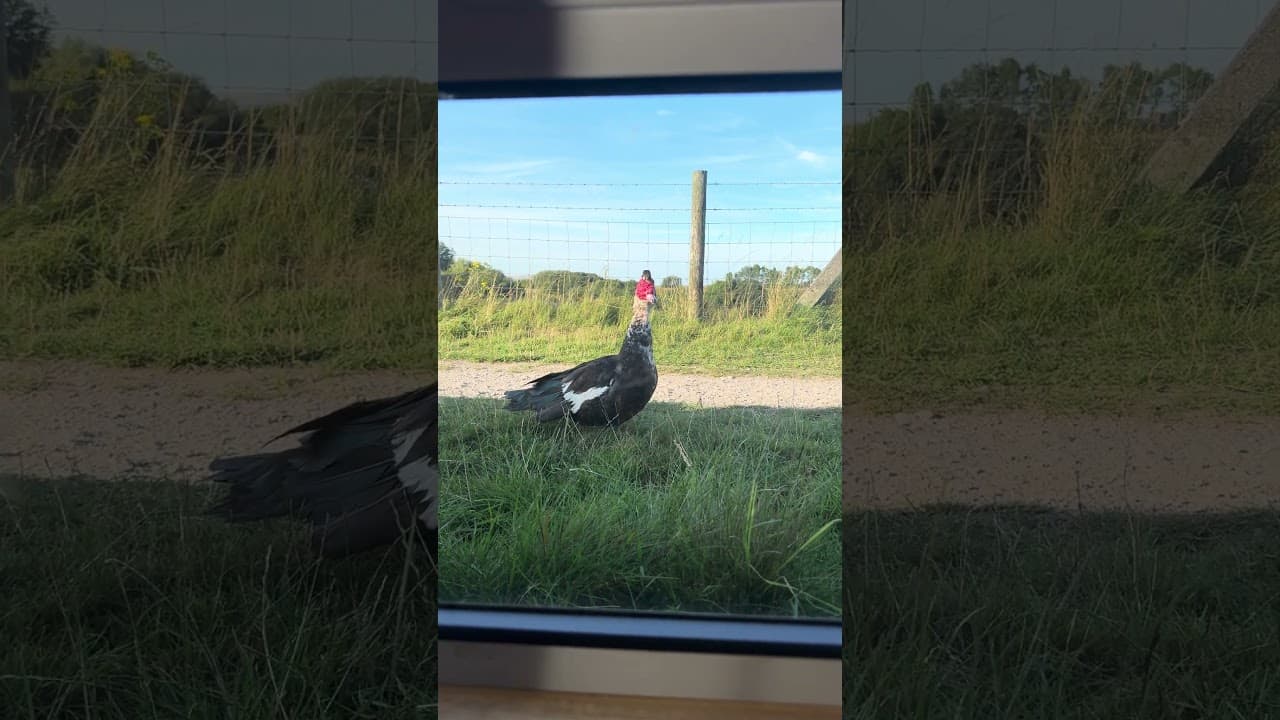 We’ve just had a nosy visitor #ukcanals