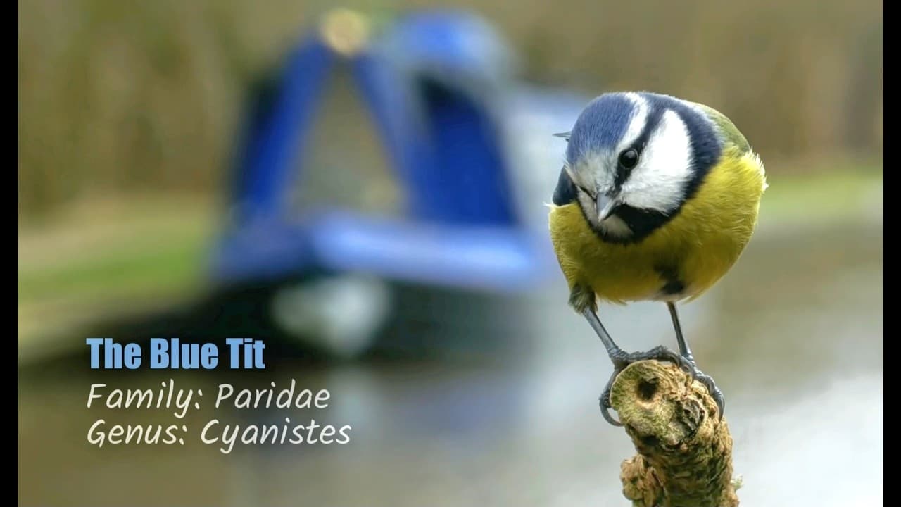 NATURE WATCH with Dave - LIVE - BIRD FEEDER onboard my floating home
