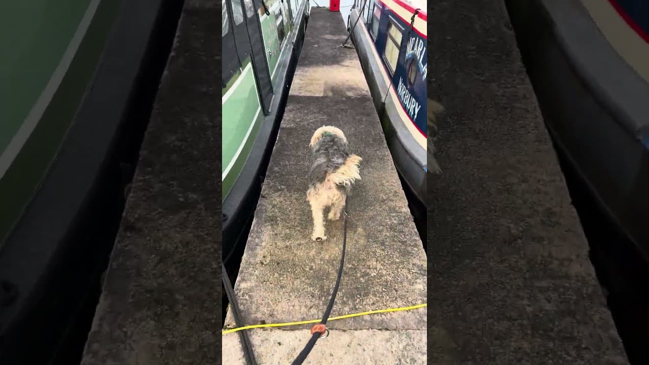 Mexi was happy to get back to the boat, a very wavy tail. #narrowboatlife