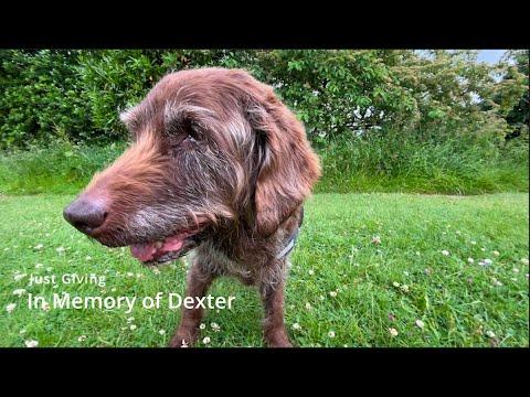 Thank you for your kind messages since losing Dexter and PLEASE HELP!