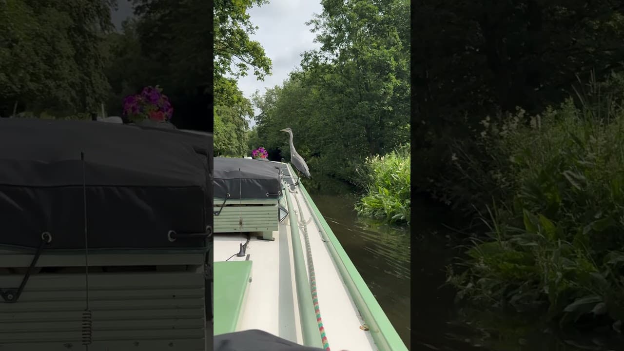 Heron on Board! Our Amazing Canal Encounter