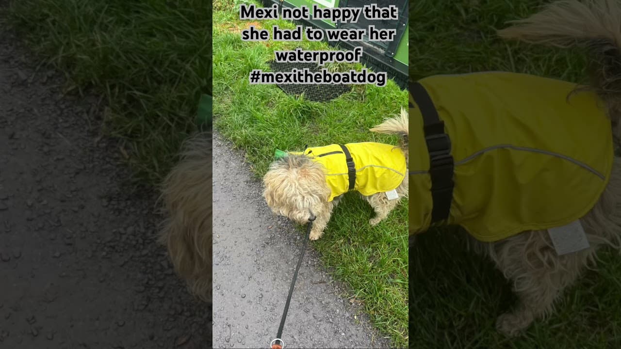 Mexi the boat dog in her waterproof not happy #narrowboatlife  #boatdog