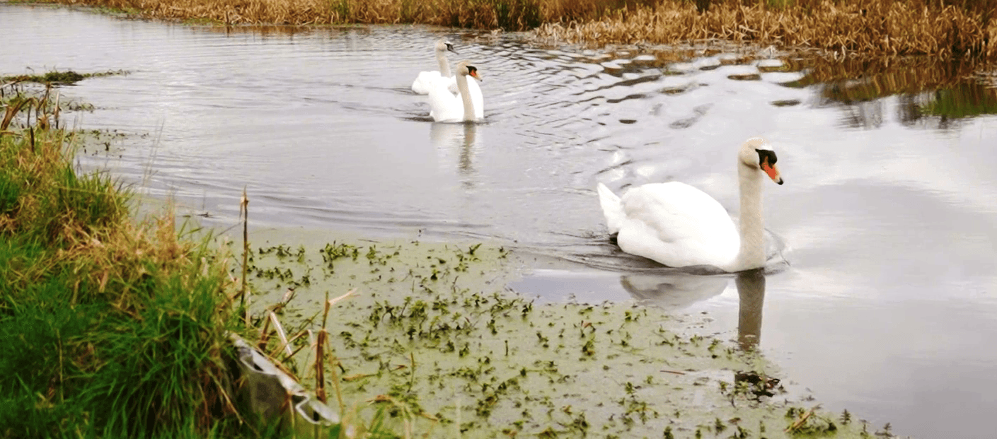 Canal charity receives funding for Montgomery Canal in Welshpool