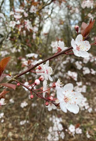 cooking on the cut – spring 26