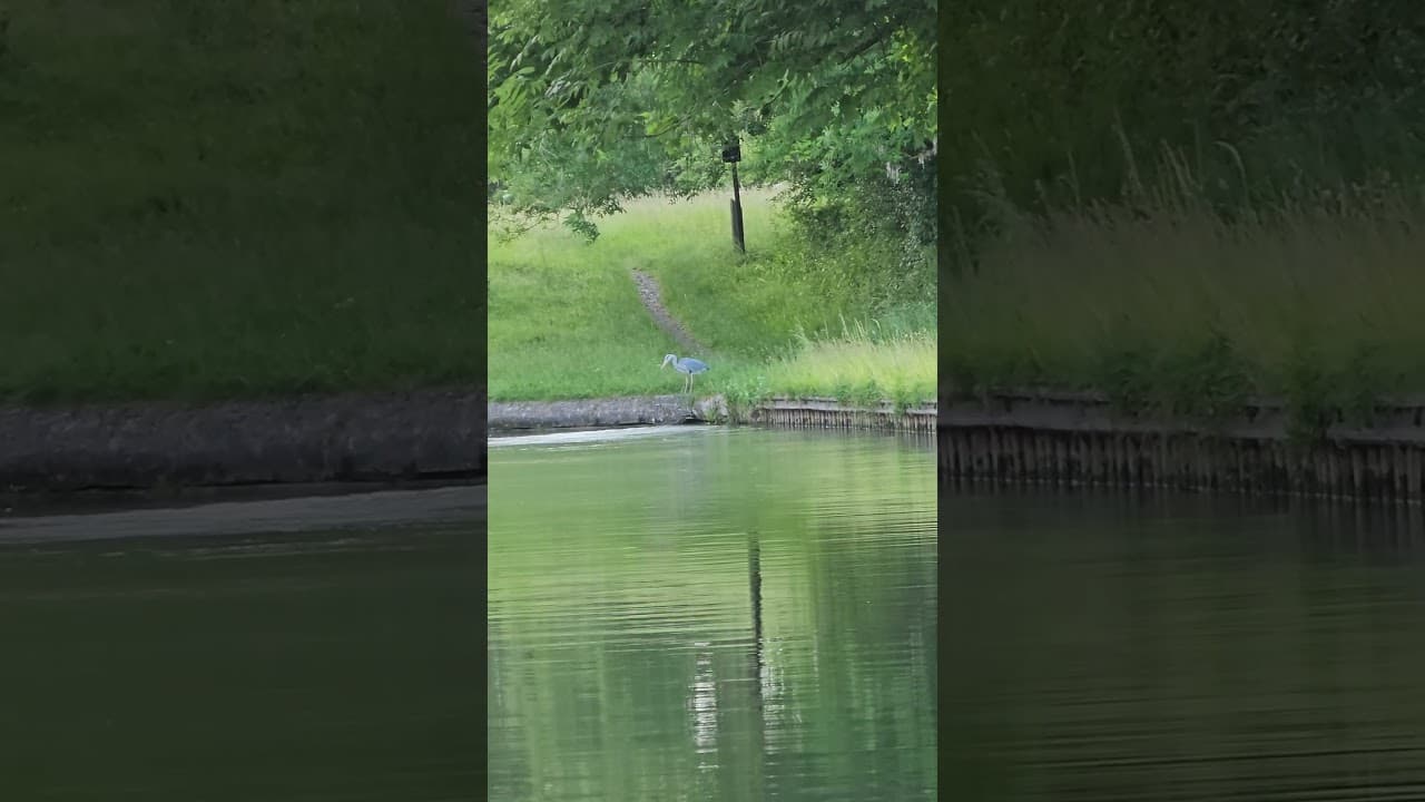 Heron looking for dinner #grandunioncanal #narrowboat
