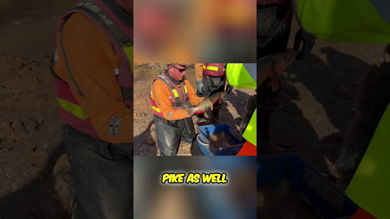 Fishing for Pike, Bream, and Eel! Amazing Catch!