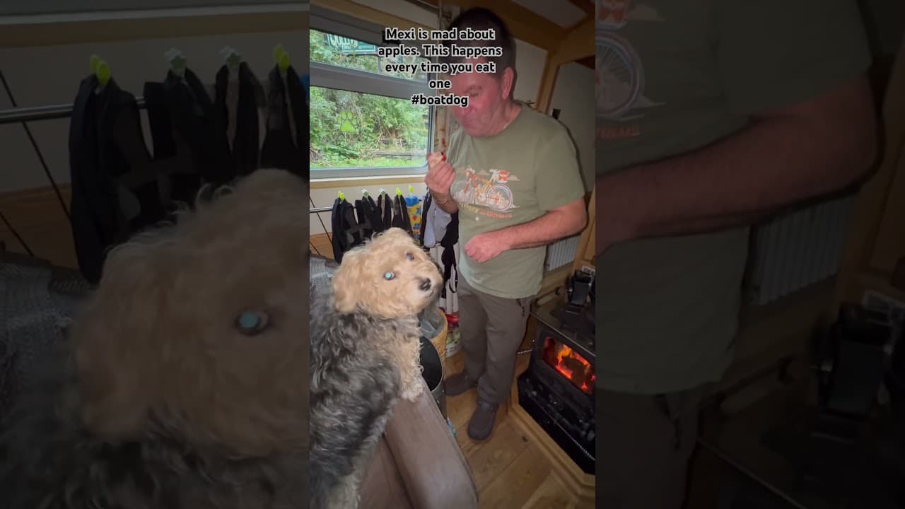 Addicted to Apples Mexi the Boat Dog. #boatdog #funny