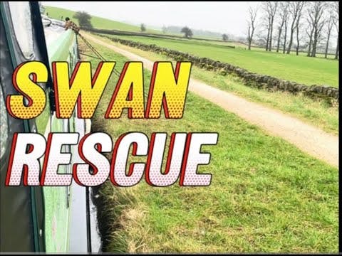 "Saving Grace: A Swan Rescue Mission"