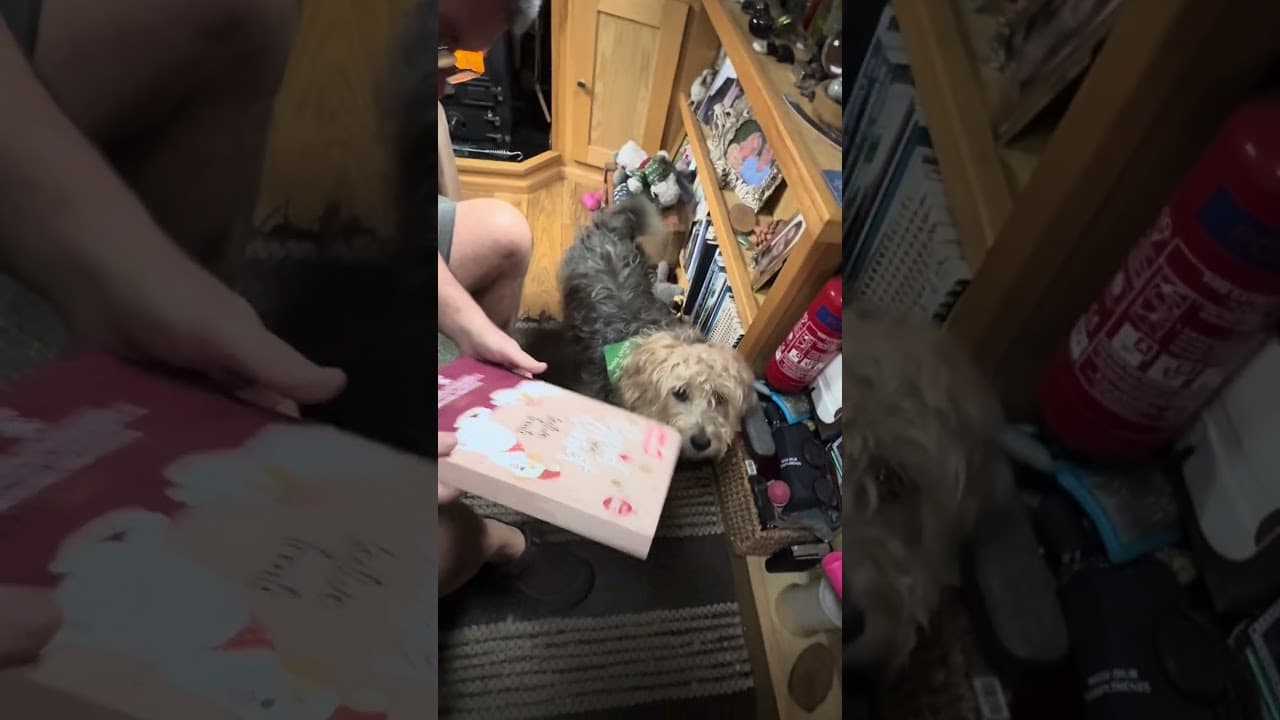 Advent Day 1 Mexi the Boat Dog #advent #narrowboatlife