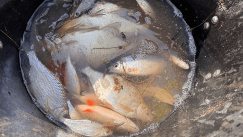 Fish rescued from field after canal breach