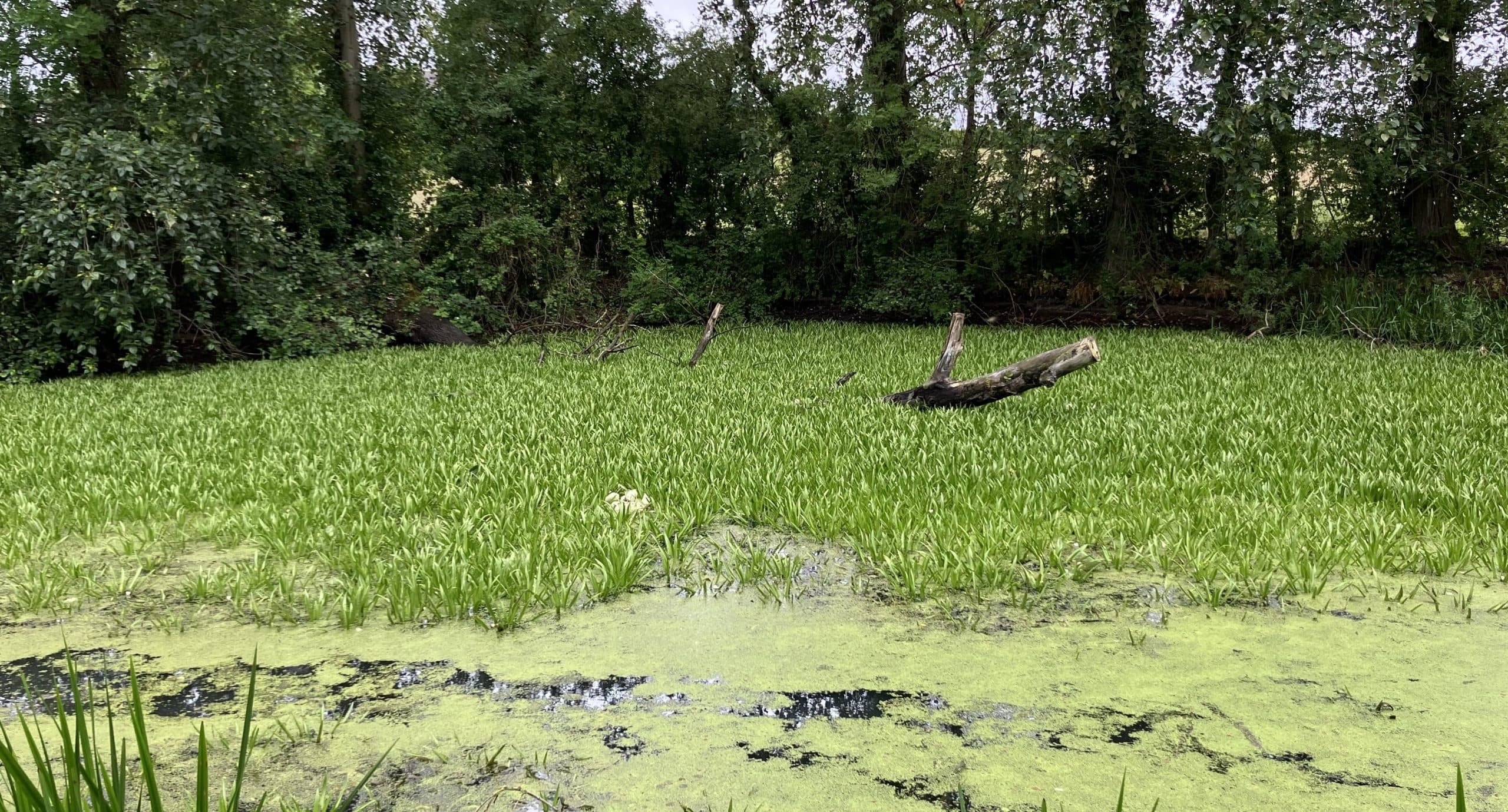 Glandŵr Cymru to tackling the rapid spread of Water Soldier