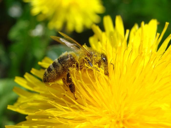 Good news on insect populations in Britain