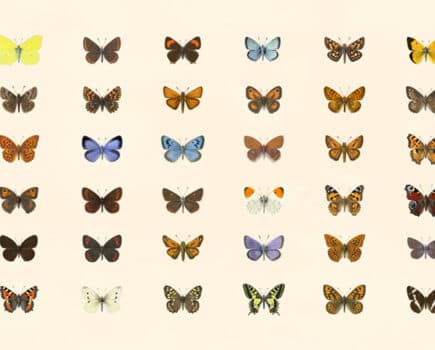 First-ever vote launched to find Britain’s Favourite Butterfly!