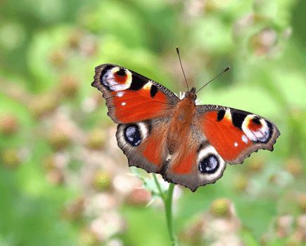 UK set for a summer of butterflies