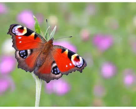 Britain’s Favourite Butterfly Revealed…