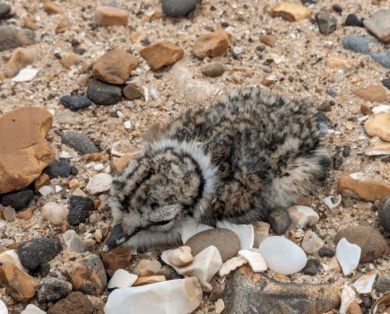 RSPB – How to help ground-nesting birds this spring and summer