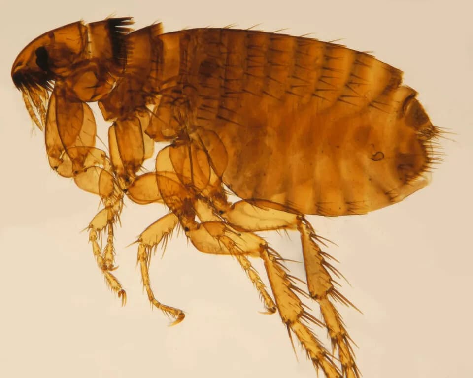 Call for evidence launches on pet flea and tick treatments in UK waterways