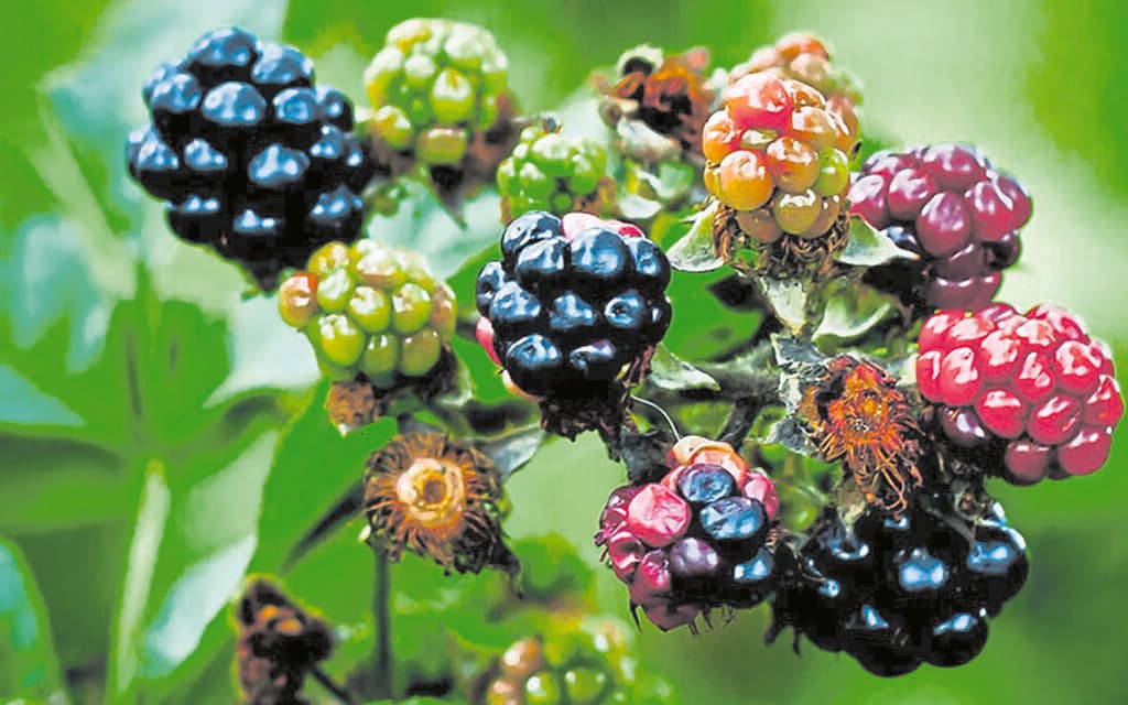 What can you forage along canals in summer?